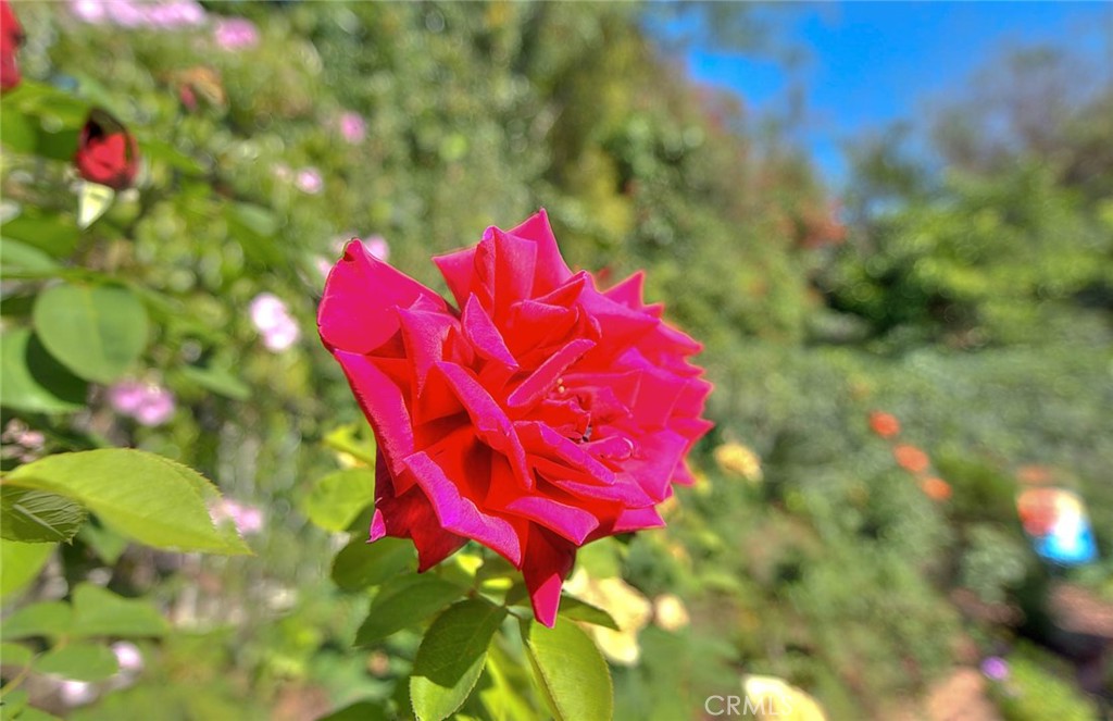 https://media.crmls.org/medias/9bbe23c5-ba9f-47a7-bd03-48212111e7bc.jpg?preset=X-Large