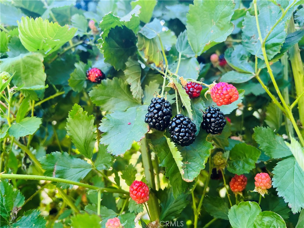 https://media.crmls.org/medias/9c545069-beb0-4bf2-810c-64afdc536942.jpg?preset=X-Large