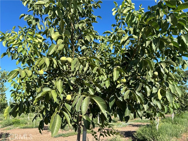 0 Kelly W Lane, Chico CA: https://media.crmls.org/medias/9c8233ed-246c-4dc1-a074-8e99d13e7f05.jpg