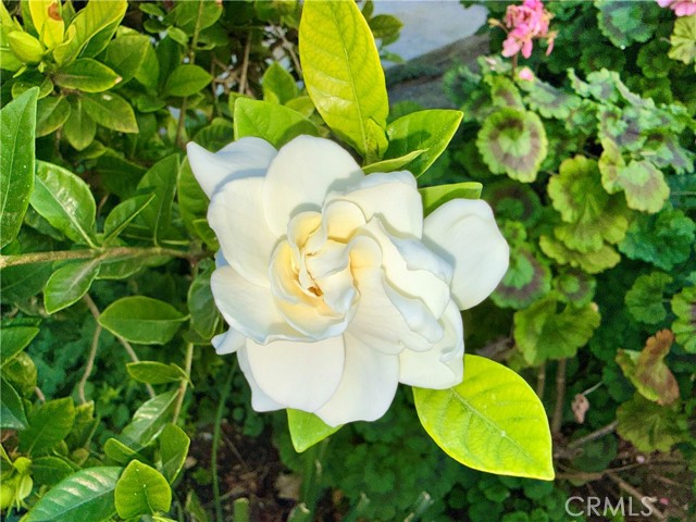 Detail Gallery Image 31 of 36 For 20930 Parthenia St #216,  Canoga Park,  CA 91304 - 1 Beds | 1 Baths