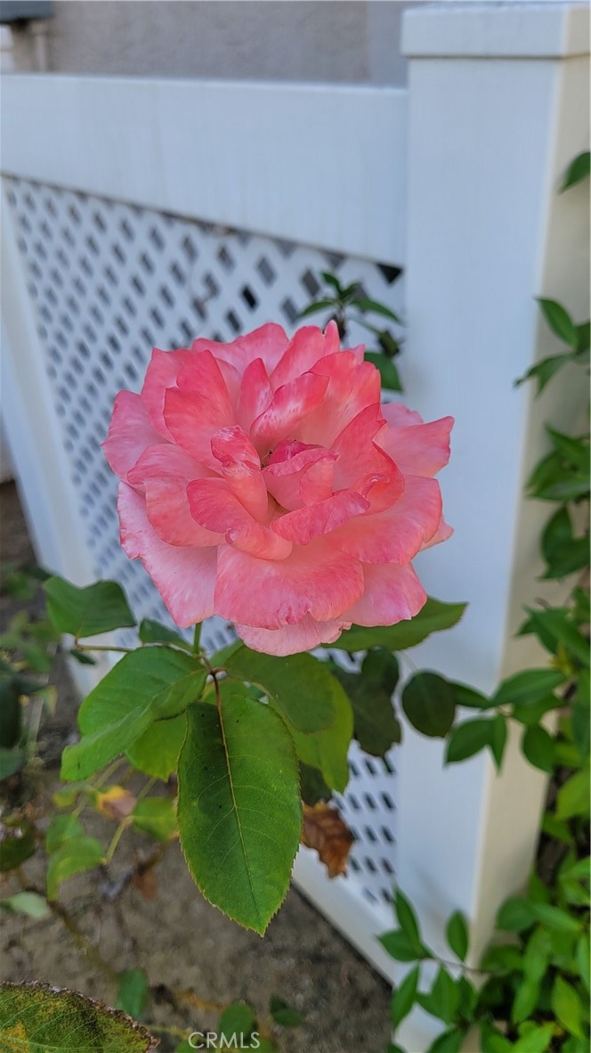 https://media.crmls.org/medias/9ccb7898-a083-4d2a-a9ff-7b6fcc993d3f.jpg?preset=X-Large