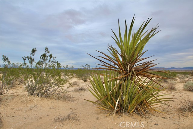 Detail Gallery Image 19 of 21 For 0 Milky Way Ave, Joshua Tree,  CA 92252 - – Beds | – Baths