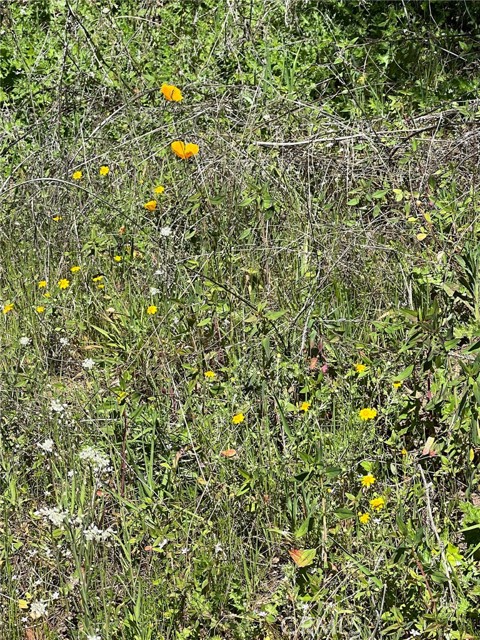 Detail Gallery Image 50 of 74 For 44981 Todd Eymann Rd, Miramonte,  CA 93641 - 1 Beds | 1 Baths