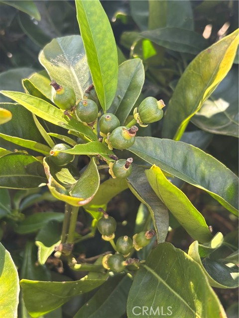 Detail Gallery Image 14 of 30 For 1500 Walton St, Oceanside,  CA 92058 - 3 Beds | 1 Baths