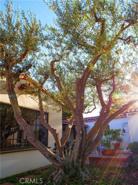 Gorgeous olive tree