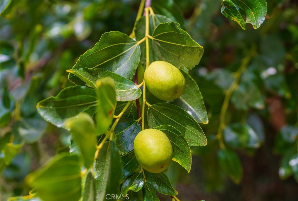https://media.crmls.org/medias/9e595702-745f-44a3-87ae-70f7466dd8d5.jpg?preset=X-Large