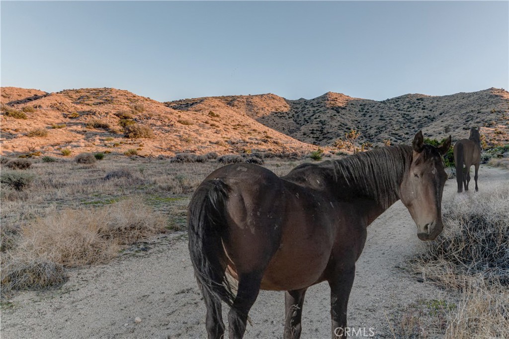 MLS #JT25229239 image #10