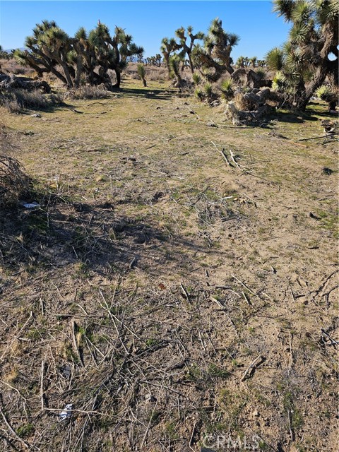 Front Image Thumbnail for CRSR25266653