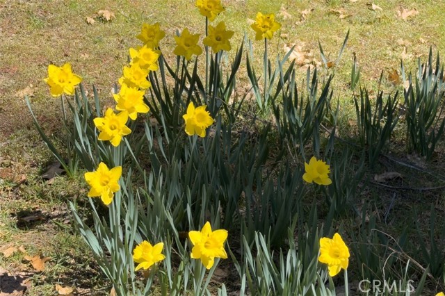 Detail Gallery Image 35 of 41 For 2580 River, Wawona,  CA 95389 - 2 Beds | 2 Baths