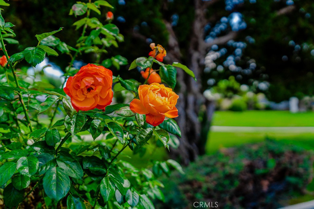 https://media.crmls.org/medias/a01d09e9-50dd-4fe0-8f39-7976bdf82109.jpg?preset=X-Large