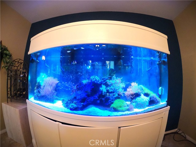 Salt water tank