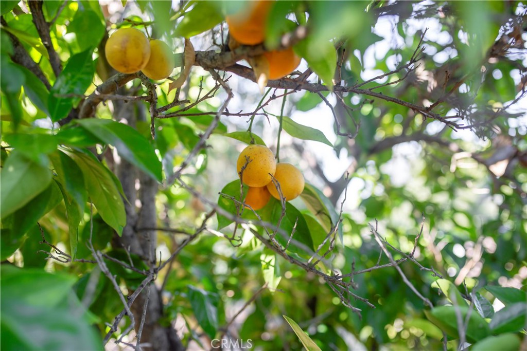https://media.crmls.org/medias/a057899b-436c-4368-8d0d-73ecf498b111.jpg?preset=X-Large