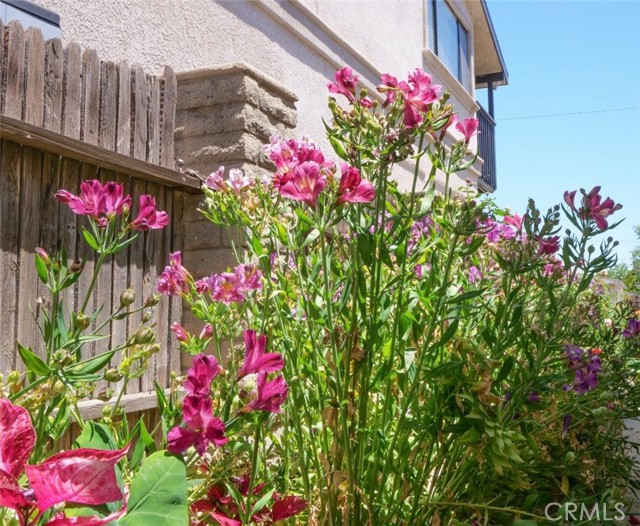 Flowers side yard