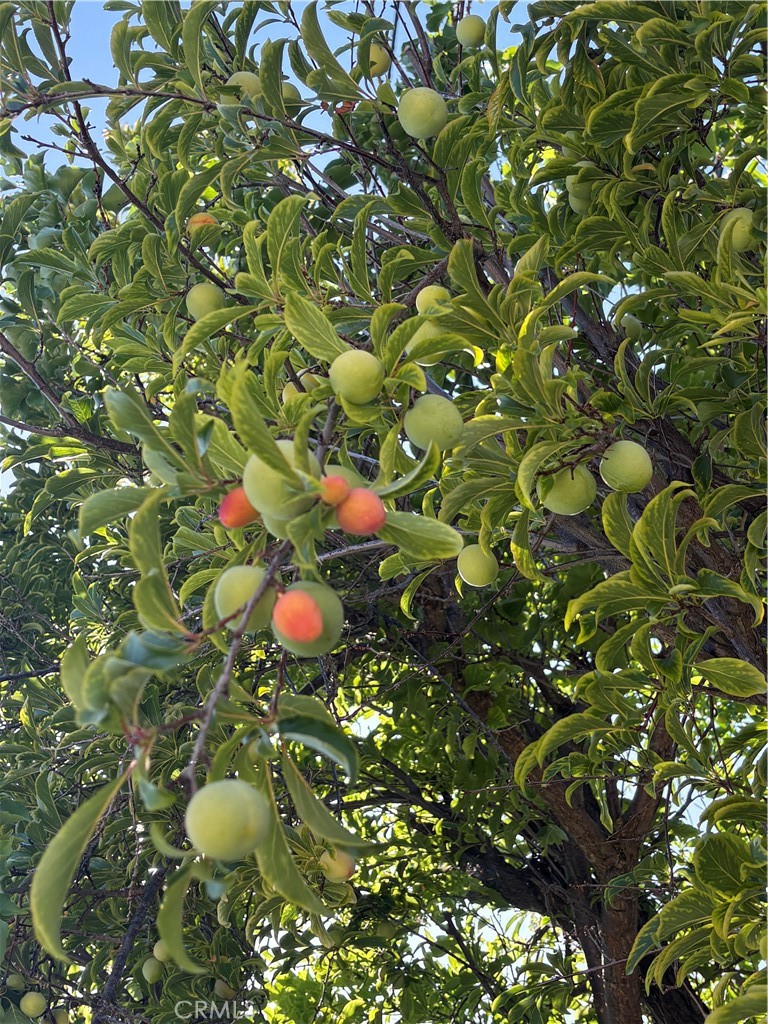https://media.crmls.org/medias/a0c4227a-5818-4d08-8fb6-4416b4d42d49.jpg?preset=X-Large