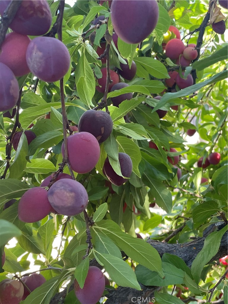 https://media.crmls.org/medias/a2ef9006-3c9a-4da5-b570-fd2a948825b6.jpg?preset=X-Large