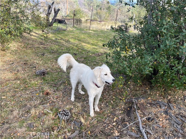 Detail Gallery Image 38 of 69 For 4934 Guadalupe Fire, Catheys Valley,  CA 95306 - – Beds | – Baths