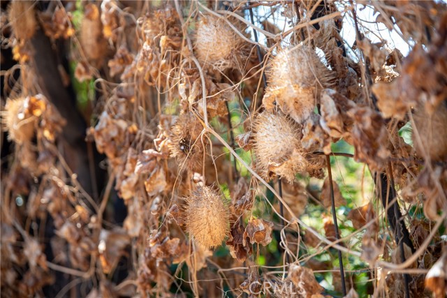 MLS #IV25221745 image #14