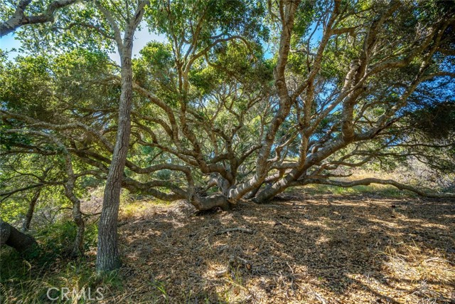 Detail Gallery Image 73 of 75 For 1300 Calle Cordoniz Road, Los Osos,  CA 93402 - 3 Beds | 2 Baths