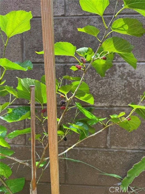 Detail Gallery Image 44 of 52 For 3 Ardmore, Irvine,  CA 92602 - 3 Beds | 2/1 Baths