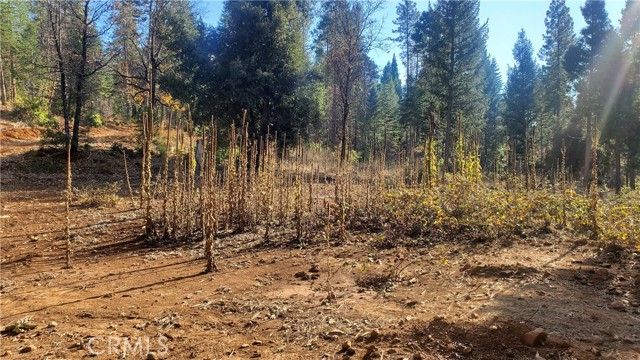 1 Coutolenc Road, Magalia, California 95954, ,Land,For Sale,1 Coutolenc Road,CRSN23217034