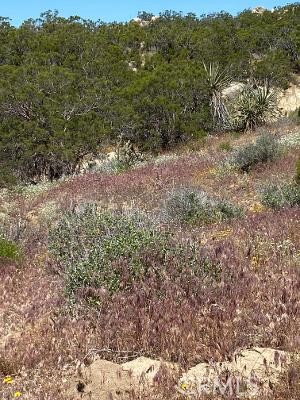 61700 Indian Paint Brush Road, Anza, CA, 92539 61700 Indian Paint Brush Road, Anza, CA, 92539
