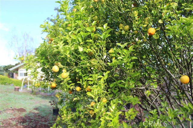 Detail Gallery Image 33 of 41 For 1909 Pineridge, Cambria,  CA 93428 - 2 Beds | 2 Baths