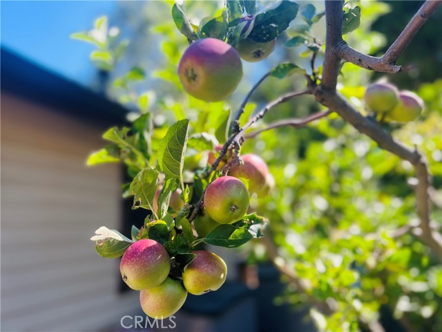 489 Dorn Drive, Crestline CA: https://media.crmls.org/medias/a54052f8-902e-41f2-b1d8-c2a99591c552.jpg