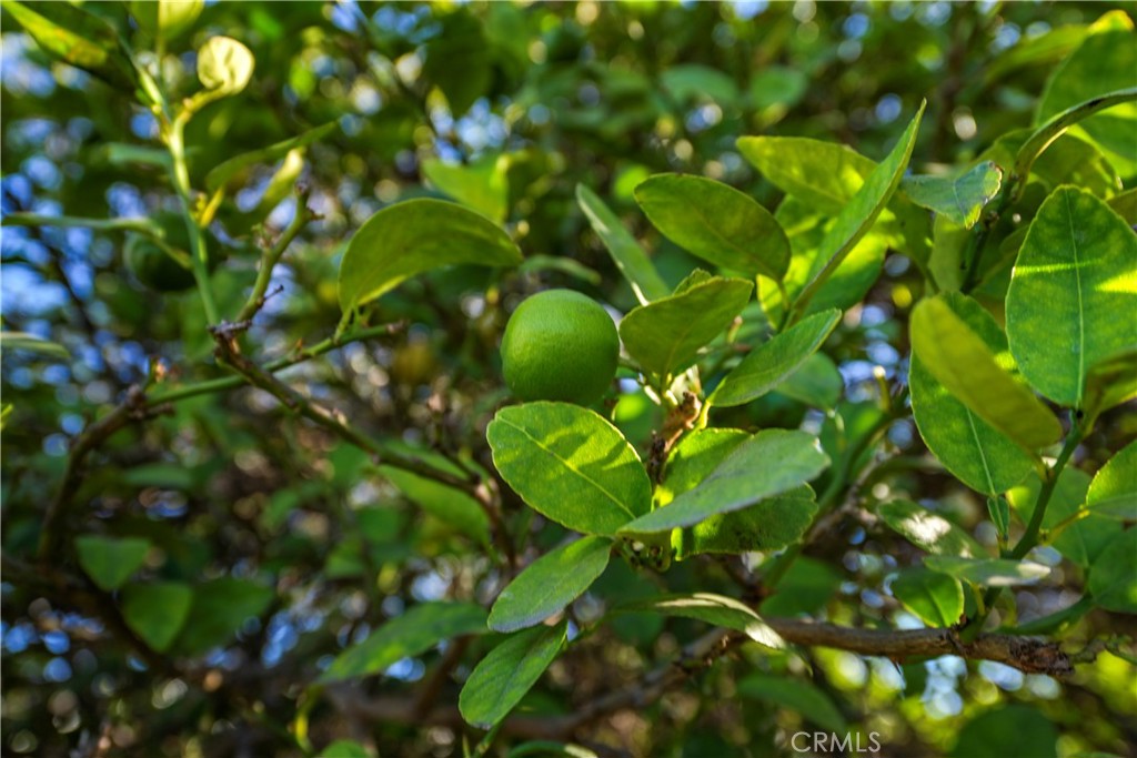 https://media.crmls.org/medias/a559cd9b-04ee-406c-bcc9-2ac4ef8ebe02.jpg?preset=X-Large