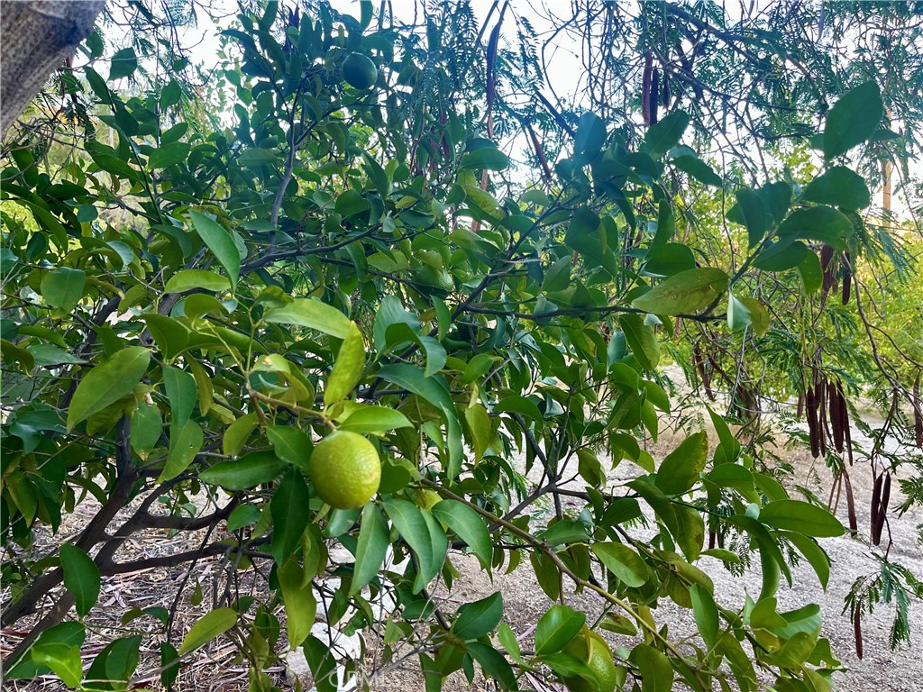 MLS #JT25223731 image #11