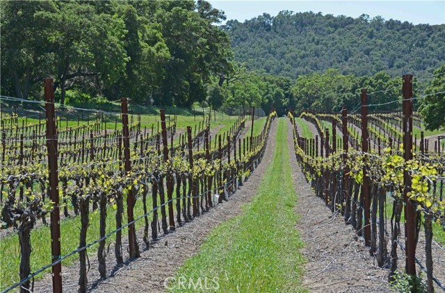 Detail Gallery Image 8 of 36 For 0 Adelaida Road, Paso Robles,  CA 93446 - – Beds | – Baths