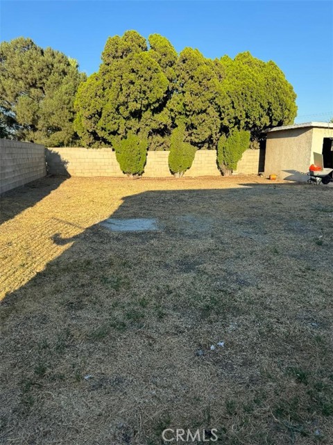 Back yard trees view