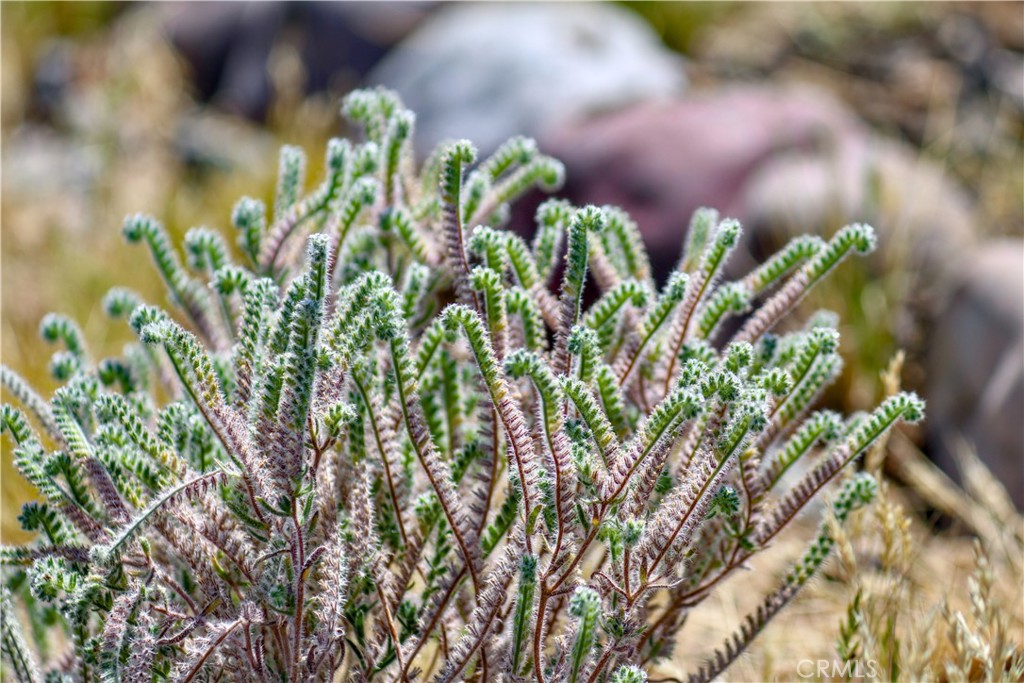 MLS #PW25231303 image #39