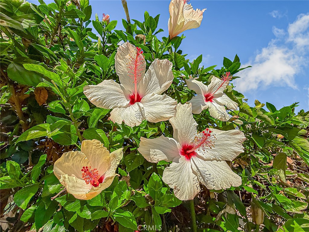 https://media.crmls.org/medias/a73c1259-cff5-4e99-b680-f8a77fab3d79.jpg?preset=X-Large