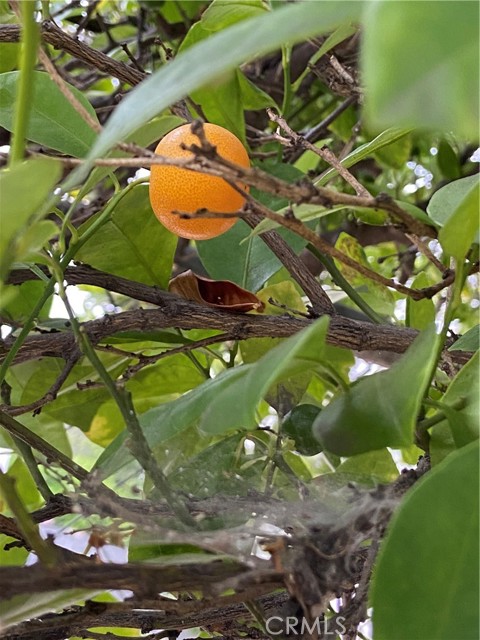 Detail Gallery Image 10 of 10 For 1745 Whitefield Rd, Pasadena,  CA 91104 - 3 Beds | 2 Baths