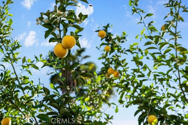 Detail Gallery Image 19 of 22 For 2220 Mountain, Duarte,  CA 91010 - 4 Beds | 2 Baths