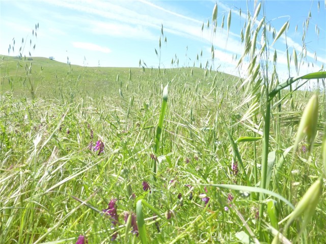 Detail Gallery Image 16 of 40 For 0 Douglas Rd. (Lot 43), San Miguel,  CA 93451 - – Beds | – Baths