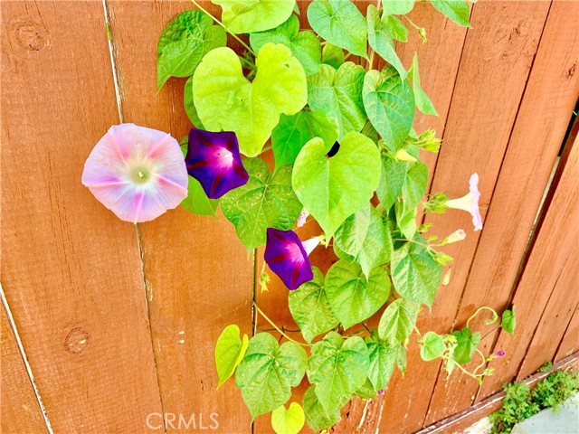 Morning Glories in back yard for your viewing pleasure