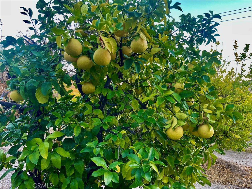 MLS #JT25223731 image #9