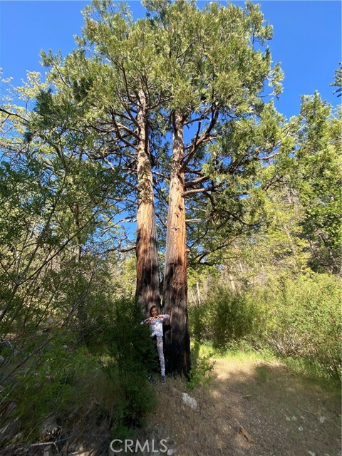1 Fredalba Road, Running Springs CA: https://media.crmls.org/medias/a7df622d-1bd0-4aaa-b083-f1bfba107528.jpg