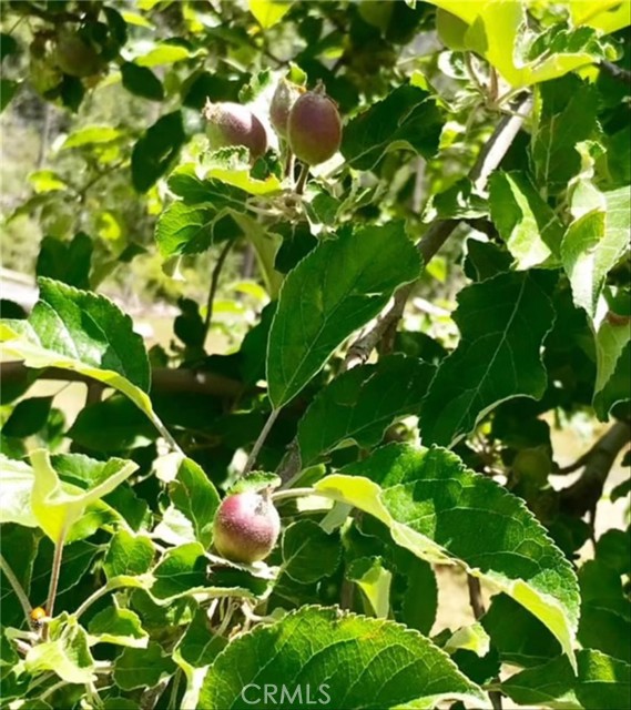 Detail Gallery Image 53 of 54 For 6132 Chowchilla Mountain, Mariposa,  CA 95338 - 3 Beds | 2 Baths