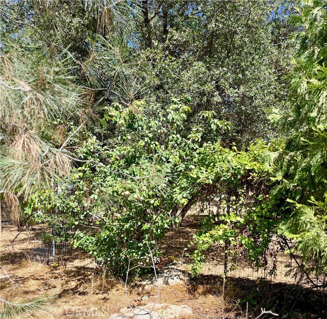 Quince Tree ( cross between an apple and a pear)