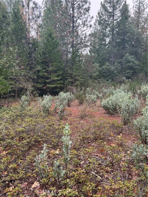 Detail Gallery Image 5 of 6 For 1 Old Forbestown Rd, Forbestown,  CA 95941 - – Beds | – Baths