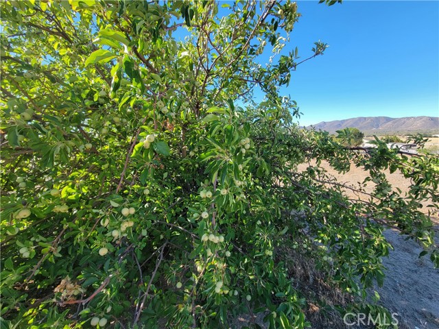 59120 Coyote Canyon Road, Anza CA: https://media.crmls.org/medias/a8ff36f7-19f1-4057-8501-86a0c28ec1c2.jpg