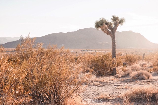 Detail Gallery Image 6 of 24 For 2674 Manana Ave, Joshua Tree,  CA 92252 - – Beds | – Baths