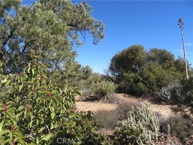 Detail Gallery Image 11 of 19 For 155 Lot #155 Buckthorn, Mountain Center,  CA 92561 - – Beds | – Baths