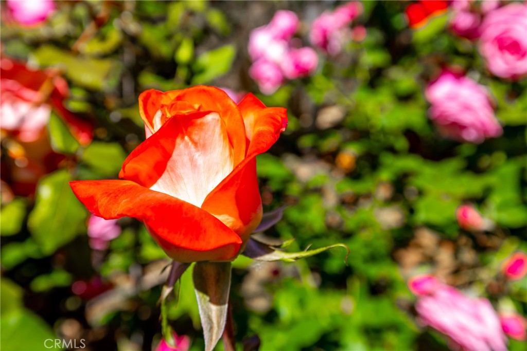 https://media.crmls.org/medias/a94bdee7-5aa2-4e35-9f2b-6fb8b4ea8cb8.jpg?preset=X-Large