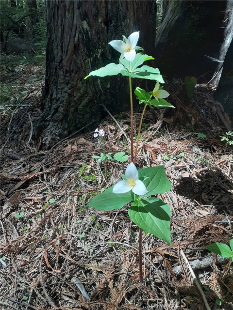 Detail Gallery Image 35 of 58 For 38160 Ocean Ridge Dr, Gualala,  CA 95445 - – Beds | – Baths