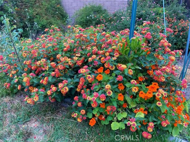 Detail Gallery Image 53 of 61 For 14037 Hollywood Ave, Corona,  CA 92880 - 4 Beds | 3 Baths