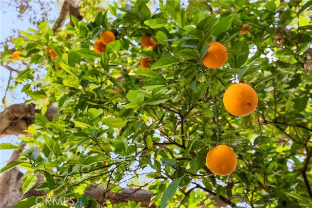 Detail Gallery Image 38 of 42 For 236 W 1st St, San Dimas,  CA 91773 - 3 Beds | 2 Baths