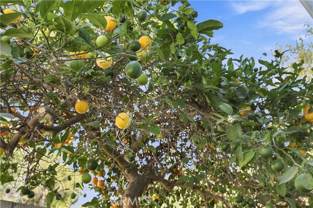 Enjoy the tasty and very juicy oranges Enjoy the tasty and very juicy oranges